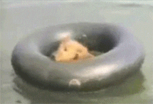 1760883865869.gif